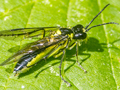 Tenthredo mesomela